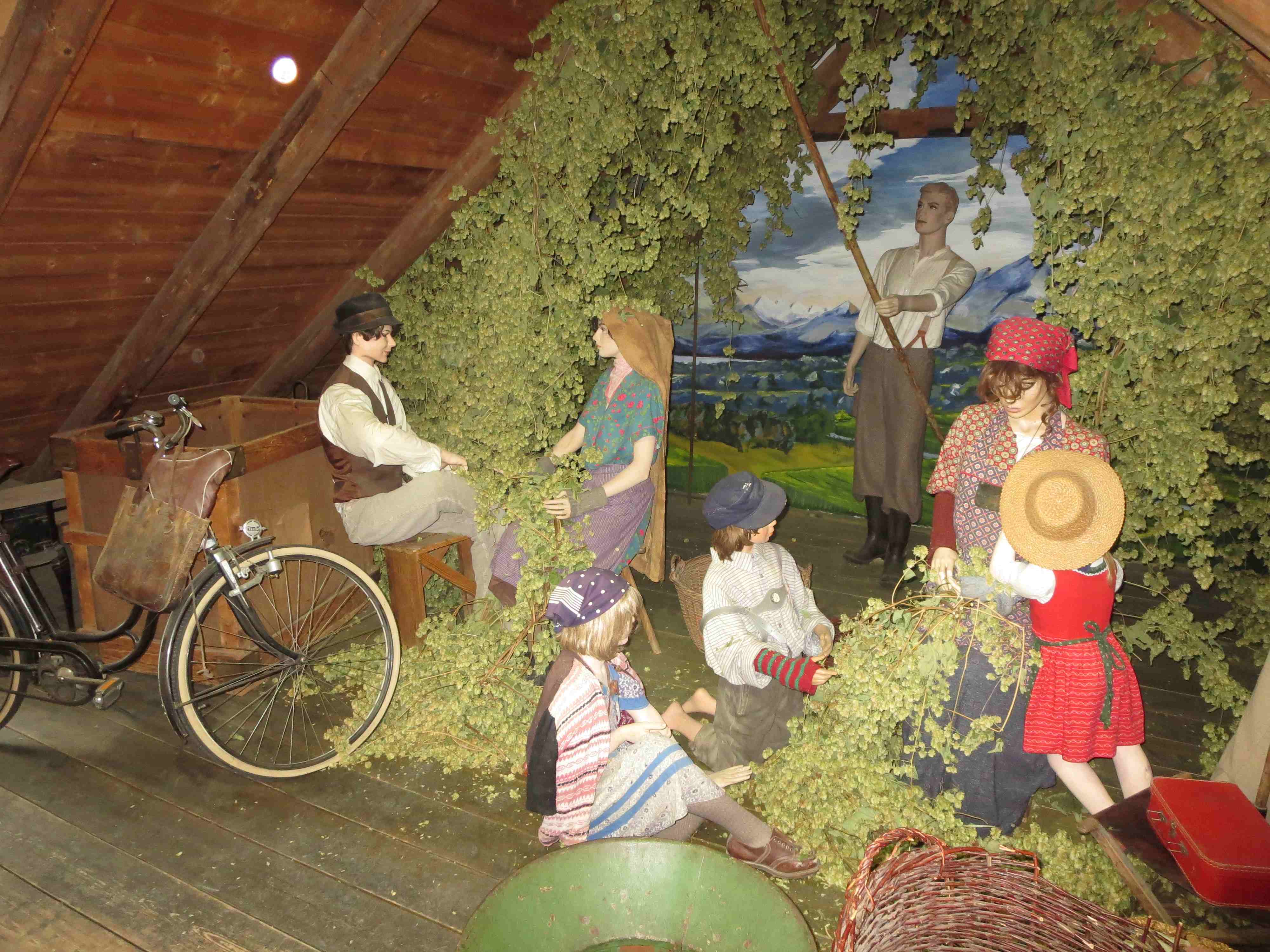 Hopfen hautnah erleben!